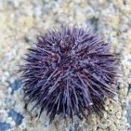 SeaUrchin