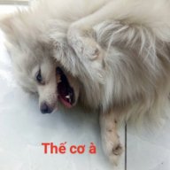 Hiếu Nguyễn Pro Kute