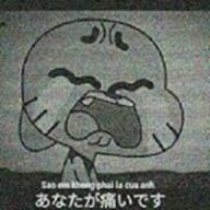 mèo cute 123