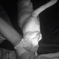 LongBi