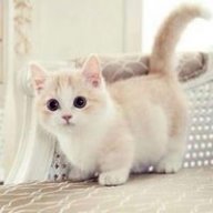 MeoMeoMC