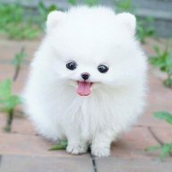 phuonglien