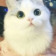 HAUHOANG