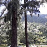 minhphung