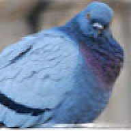 pigeonov