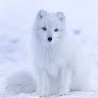 Snowfox