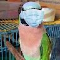 Parrotserverforu