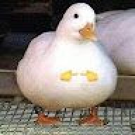 phongzoo