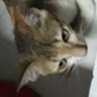 JinCatte