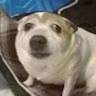 Tulen cái đặc cầu