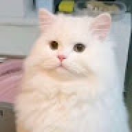 HungChuot7709