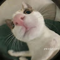 lazycatdz