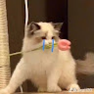 phuccute1105