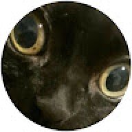 giuggi