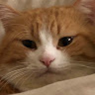 saladdcat