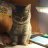 Meow2402