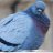 pigeonov