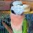 Parrotserverforu