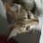 JinCatte