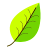 IamLEAFY