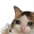 sadcatt