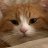 saladdcat